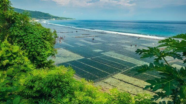 Las algas, un alimento saludable, nutritivo y un cultivo eficientes en su uso como alimento vegetal